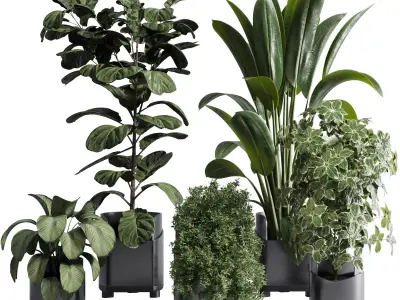 indoor plant set 311 ficus lyrata ficus rubbery in a plastics Low-poly 3D model