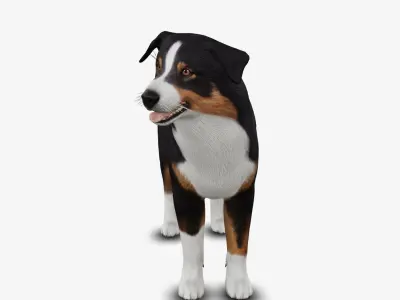 dog AustralianShepherd Low-poly 3D model