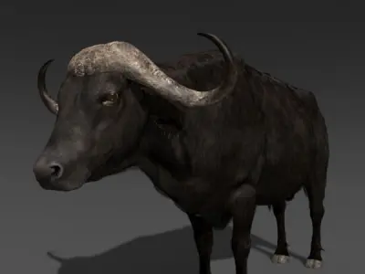 Animated Buffalo - 3d model 3D model