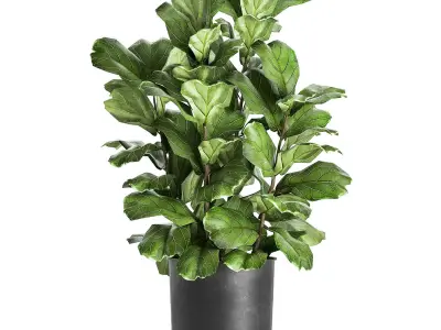 Ficus lyrata trees in a pot for the interior 854 3D model