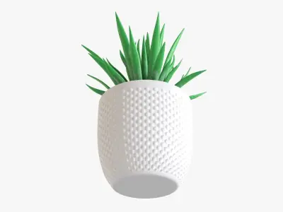 Decorative succulent potted plant 11 3D model