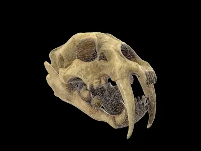 SaberTooth Skull Low-poly 3D model