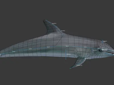 Dolphine dolphin Low-poly 3D model