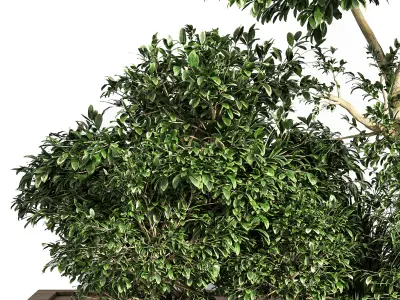 Garden set bush and Tree Set07 3D model