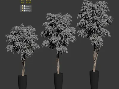 Ficus Benjamin Nitida on a bole - 3 models 3D model