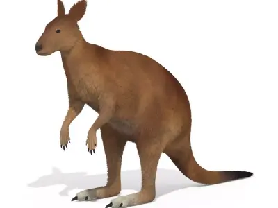 Kangaroo High Poly Australian Animal 3D model