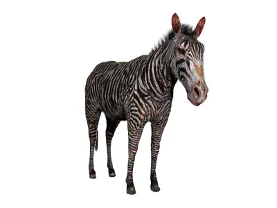 Zebra Zoological Specimen Low-poly 3D model