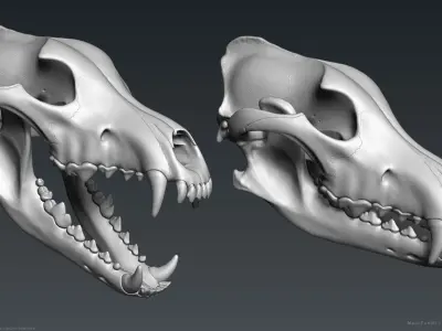 3D Wolf Skull - Highpoly sculpture 3D model