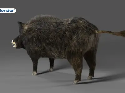 Fur Wild Boar NO Rigged in Blender Low-poly 3D model