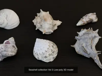 Sea shells Collection Bundle