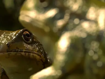 Frogs frog Low-poly 3D model