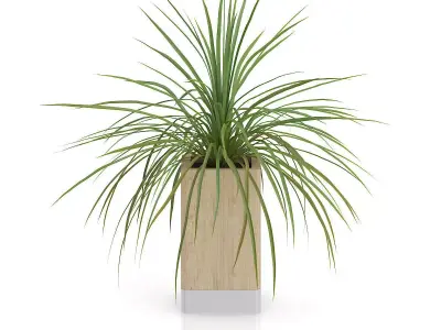 Small Plant in Wooden Pot 3D model