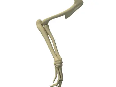 Anatomic Rat Animal Leg Skeleton  3D model