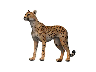 Cheetah Low-poly 3D model shop
