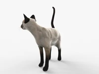 Siamese Cat Rigged for Cinema 4D FBX 3D Model Low-poly 3D model