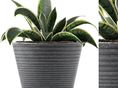 Plants Collection 108 3D model