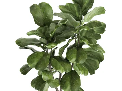 Ficus lyrata trees in a pot for the interior 878 3D model