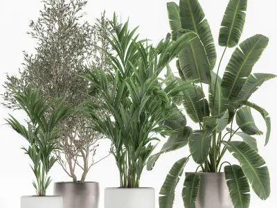 Houseplants in a flowerpot for the interior 1034 3D model