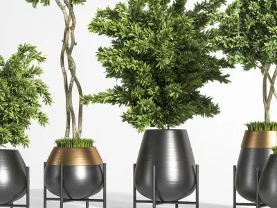 indoor plant olive 01 3D model