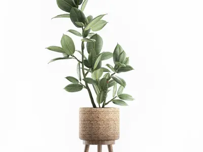 Decorative Ficus tree for the interior in baskets 607 3D model