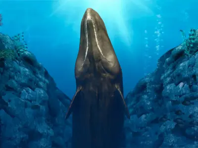 Sperm Whale Animated Low-poly 3D model