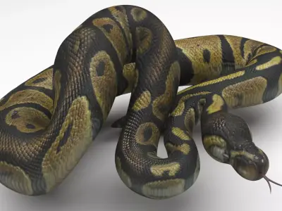 Chocolate Ball Python Snake 3D model