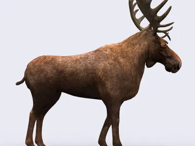 3DRT - Moose Low-poly 3D model