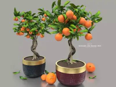 mandarin and orange tree 3D model