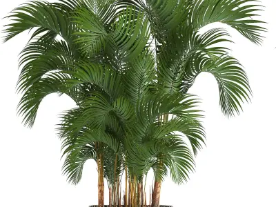 Collection of decorative palms 3D model