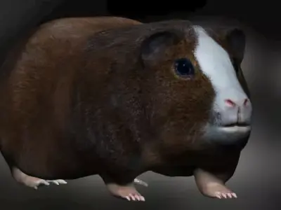 Guinea Pig Hamster Low-poly 3D model