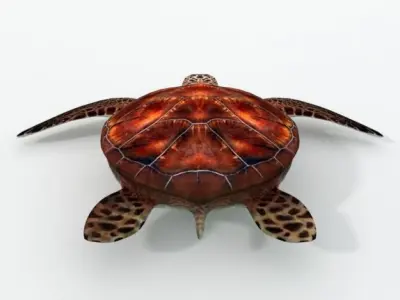 Green Turtle Low-poly 3D model