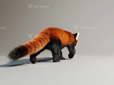 Red Panda Animation - Blender 3D model
