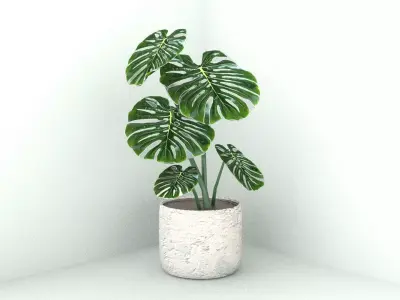 Monstera 01 Free 3D model