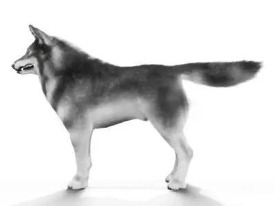 Wolf Rigged 3D Model Low-poly 3D model