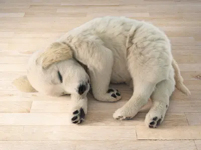 Golden Retriever sleeping dog puppy  3D model