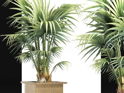 Plants Collection 165 Arabian Sabal Minor 3D model