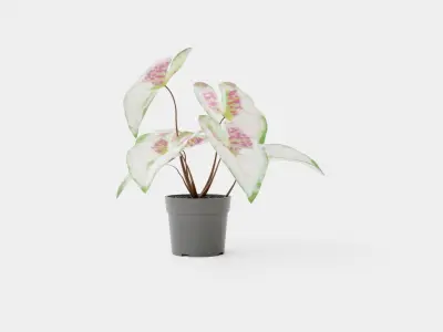 Caladium Low-poly 3D model