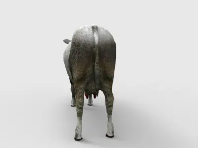 Gray Cow  Low-poly 3D model