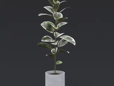 Rubber Plant II 3D model