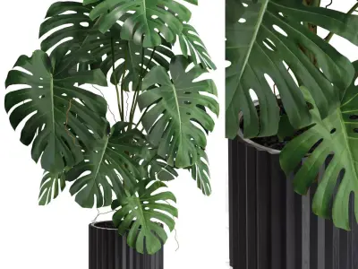 Plants collection 582 3D model
