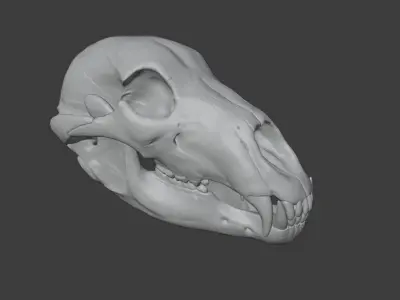 Bear skull  3D model