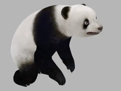 animated panda Low-poly 3D model