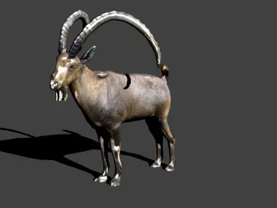 nubian ibex 3D model