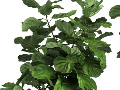 Ficus Lyrata In Concrete Pots 3D model