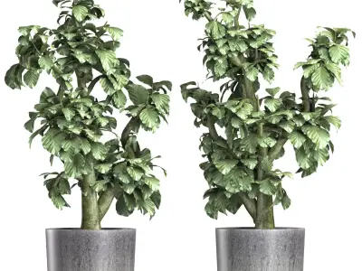 Plants Collection 144 Sageretia Theezans 3D model