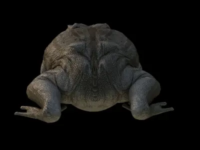 Toad Frog Low-poly 3D model