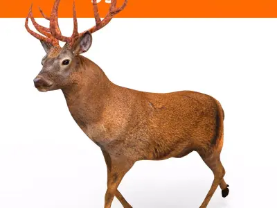 Deer rigged animated model model Low-poly 3D model