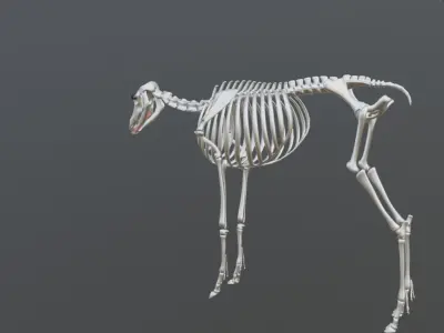 TragelaphusStrepsiceros deer Low-poly 3D model