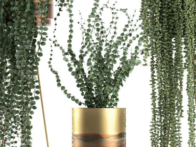 Plants in gold pots for the interior 602 3D model