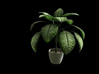 Houseplant Dieffenbachia Lowpoly model Low-poly 3D model